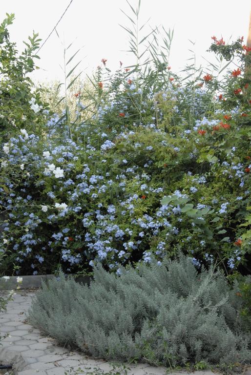 イリア'Αγριοι Λιμένεςアパートメント エクステリア 写真